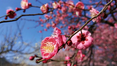 湘湖梅花盛放,赏梅正当时