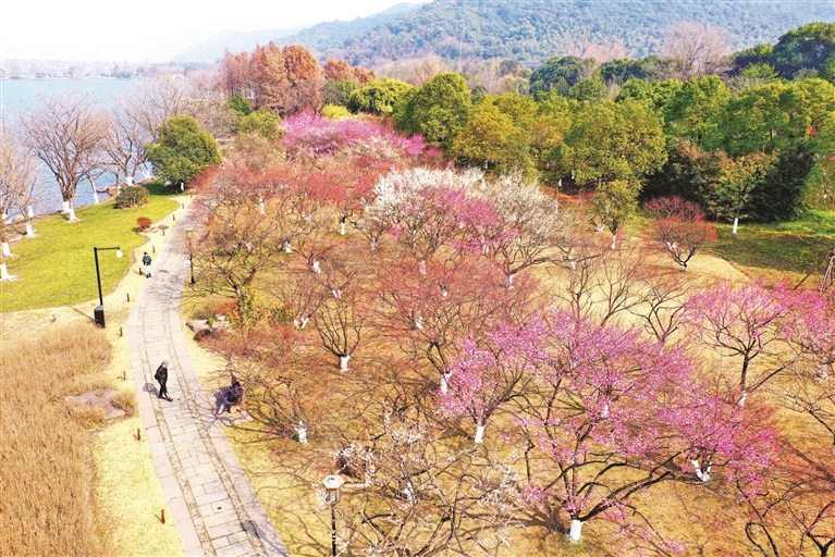 近日,湘湖边的梅花次第绽放,暗香浮动,美不胜收,成为市民休闲好去处.