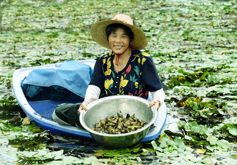 9月12日,所前镇联谊村杨树下自然村农户在水塘里采摘成熟的菱角,供应